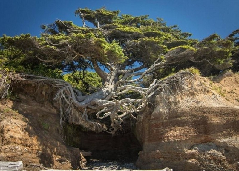  拉齐奥补时绝杀佛罗伦萨，蓝鹰展现顽强斗志精神  